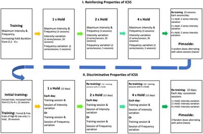 On the Similarity Between the Reinforcing and the Discriminative Properties of Intracranial Self-Stimulation